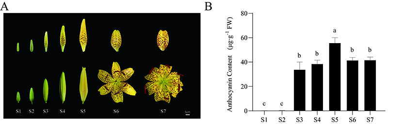 Fig.1.jpg
