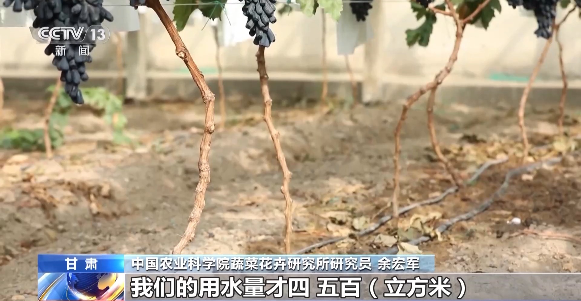 菠菜网站
