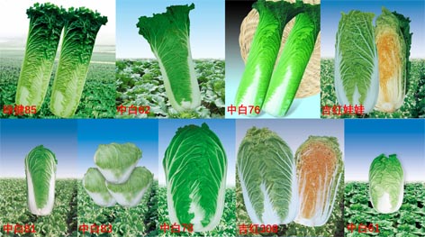 菠菜网站