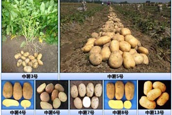 菠菜网站