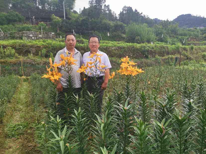 菠菜网站