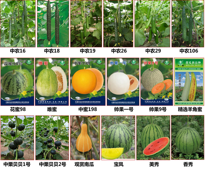 菠菜网站