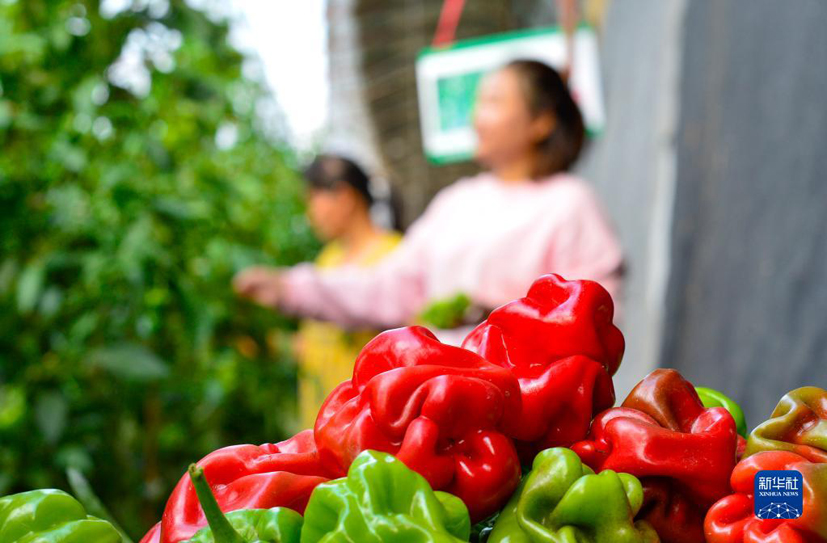 菠菜网站