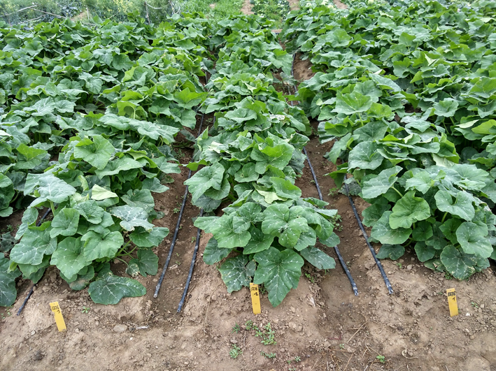 菠菜网站